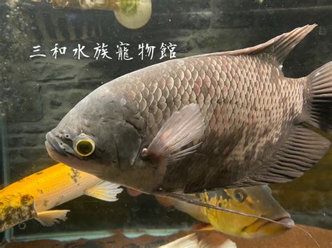 戰船魚價格|艾索頓戰船12